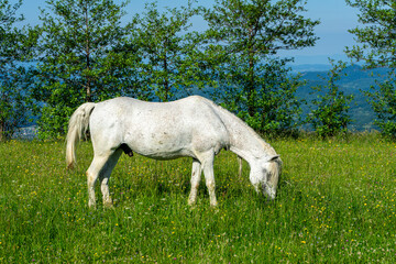 Obraz na płótnie Canvas Horses on green meadow on Carpathians mountains landscapes, Apetska mountain, Ukraine