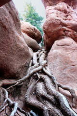 twisted tree roots crawling up adventurous midwestern red sandstone rock formations against clear bright blue Colorado sky © Beth