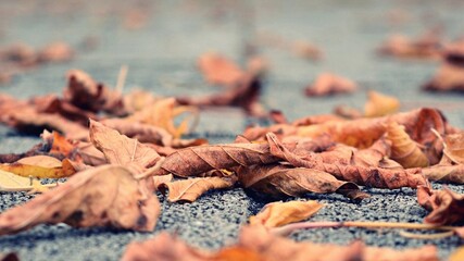 autumn leaves on the ground