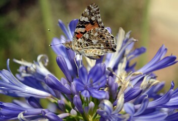 butterfly on a flower