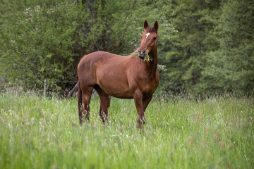 Fototapeta premium Pferd frißt Gras