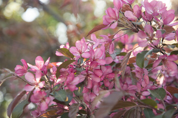Blooming pink apple tree in the garden close-up