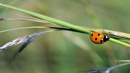 ladybug on grass