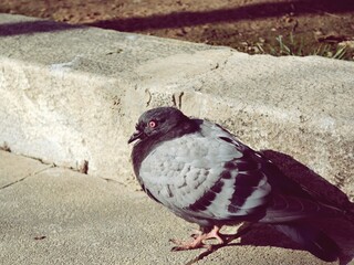 pigeon on the beach