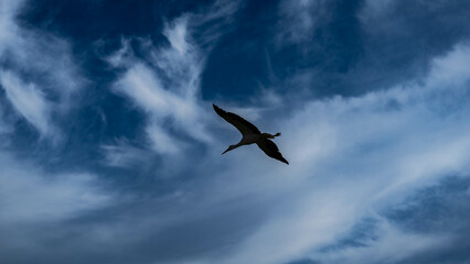 Fototapeta na wymiar A stork flies across the sky, the wild nature