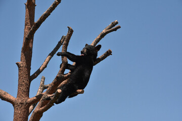 Adorable Black Bear Cub Sitting in a Tree © dejavudesigns