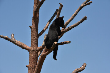 Baby Black Bear Cub on a Tree Limb