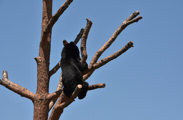 Obraz premium Black Bear Cub Sitting on a Tree Branch