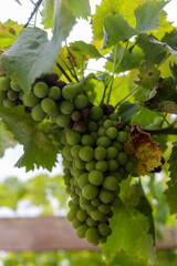 Ripening Grapes in the Portuguese Sun - Close-Up