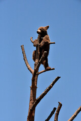 Adorable Baby Black Bear on Top of a Tree