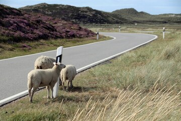 Drei Schafe auf Sylt, laufen auf der Straße Richtung Ellenbogen 