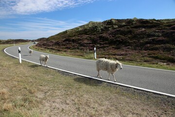 Drei Schafe laufen friedlich in der idyllischen Natur im nördlichen Naturschutzgebiet der...