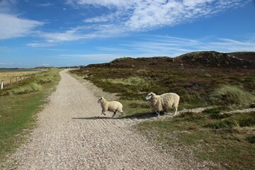 zwei Schafe rennen durch die Dünen, Sylt, Schleswig- Holstein