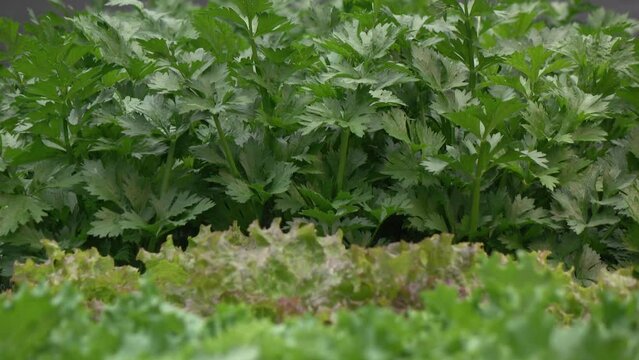 Lettuce and celery plants