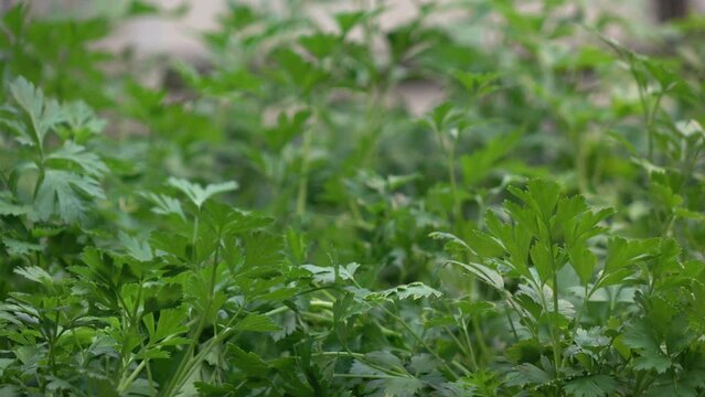 celery plant