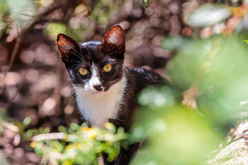 Obraz premium Portrait of a Young Black and White Cat