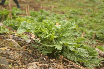 hogweed shoots. Heracléum sosnówskyi