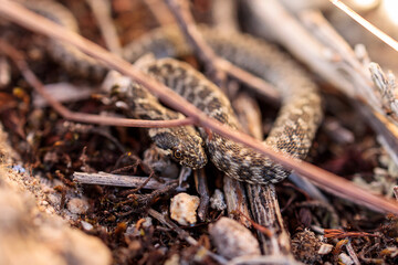 Wild Young Dice Snake in its Habitat