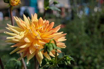Yellow Dahlia Flower in Full Bloom