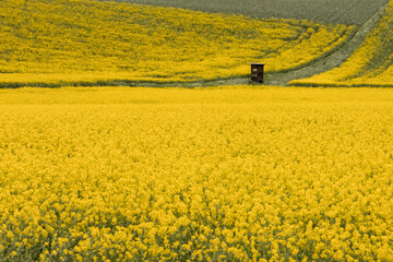 Rapsblüte