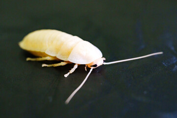 The molting process of the Madagascar cockroach on a black background.