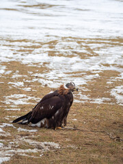 Golden eagle in the snow. Hunting golden eagle in a leather hat. Hunting with eagle. Portrait of a bird with a head covering. Copy space. Vertical view.