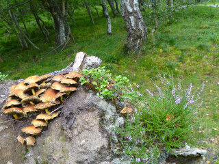 Findings at a hiking tour