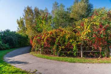 Naklejka premium Autumn, colorful bushes along the path