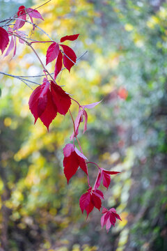 A branch of red ivy leaves hangs from a tree
