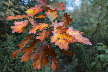 Branch of red leaves of Canadian autumn oak