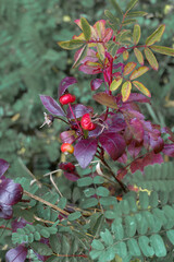 Ripe wild rose hips