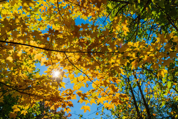 Yellow leaves of Canadian maple against blue sky