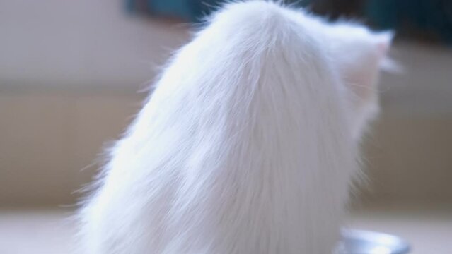 Cute white fluffy kitten sitting near food bowl and drinking milk from a bowl. Cute ginger domestic cat sitting on floor and drinking milk water from its bowl. Fluffy pet in cozy home.