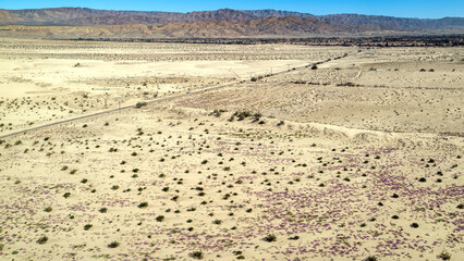 Desert sand verbena purple flowers across the sand dunes