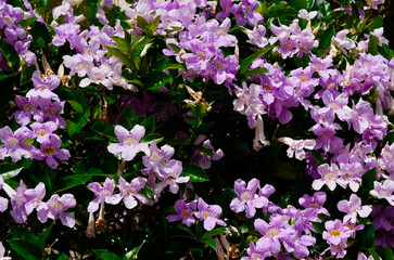 Sydney Summer Flowers