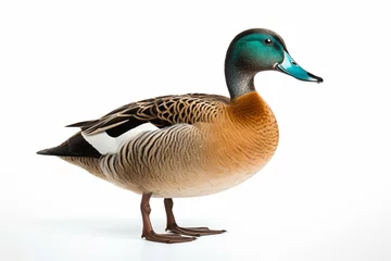 Fotobehang Teal duck isolated on white background. Generative AI © Kato