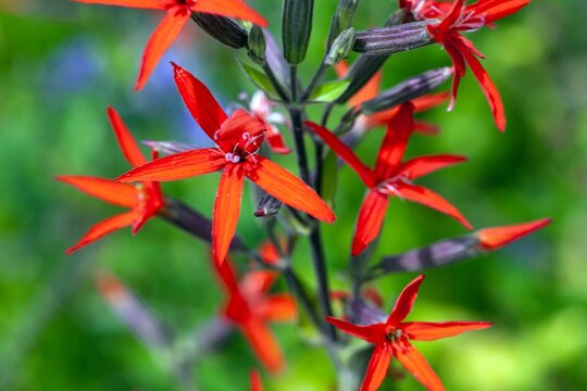 Flowers of a royal catchfly, Silene regia