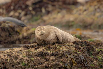 Close up of a harbor seal sleeping on a rocky shore near Cayucos, California.