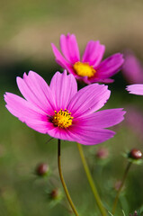 Obraz premium 秋の花壇に咲くピンク色のコスモスの花