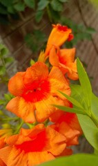 orange flower of calendula