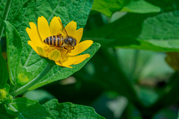 a bee looking for honey in a yellow flower (daisy)