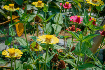 Common Zinnia (Zinnia Elegans) which grows abundantly in a city park in the city of Bogor