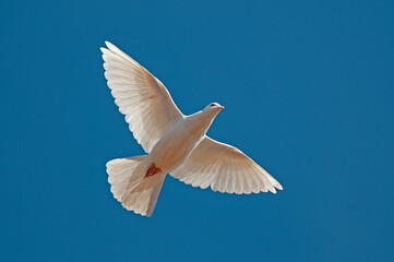 Fototapeta premium White peace dove flying free isolated on blue sky background.