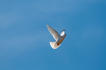White peace dove flying free isolated on blue sky background.
