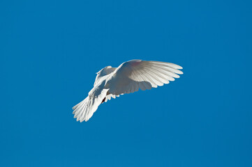 White peace dove flying free isolated on blue sky background.