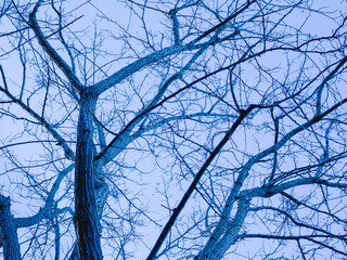 branches against blue sky