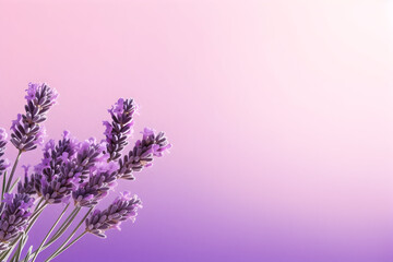 Lavender flowers background, A vibrant lavender flower delicately blooming