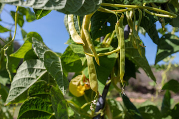 Ripe Green Beans in the Garden