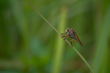 A robber fly, Asilidae on grass