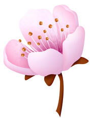 Sakura blossom. Pink flower. Decorative floral element
